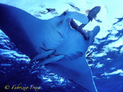 Companions of travel in Red Sea. by Fabrizio Frixa 
